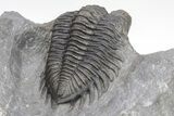 Coltraneia Trilobite Fossil - Huge Faceted Eyes #208933-5